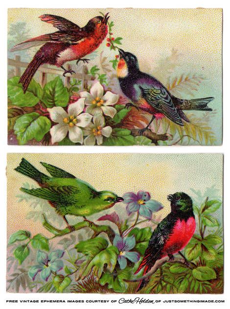 Vintage bird printables